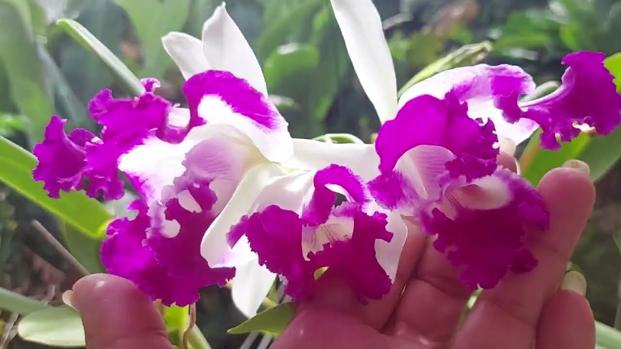 ATÉ QUANDO A ORQUÍDEA APROVEITA OS NUTRIENTES DO PSEUDOBULBO