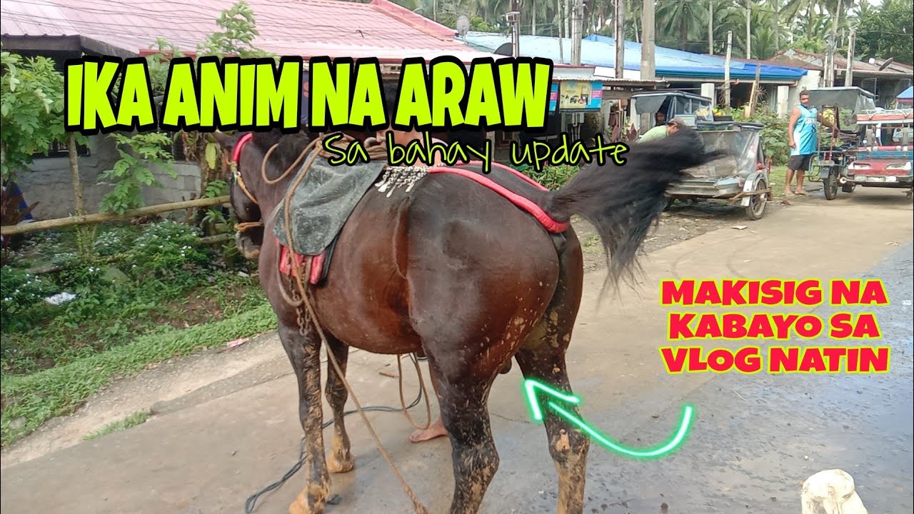 KABAYO PA DIN PARA SA BUHANGIN | 6th Update | Sa bahay namin