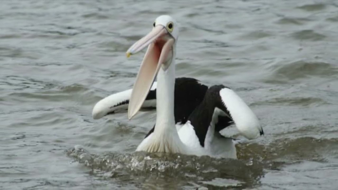 Pelicans Noosa 9 6 2008