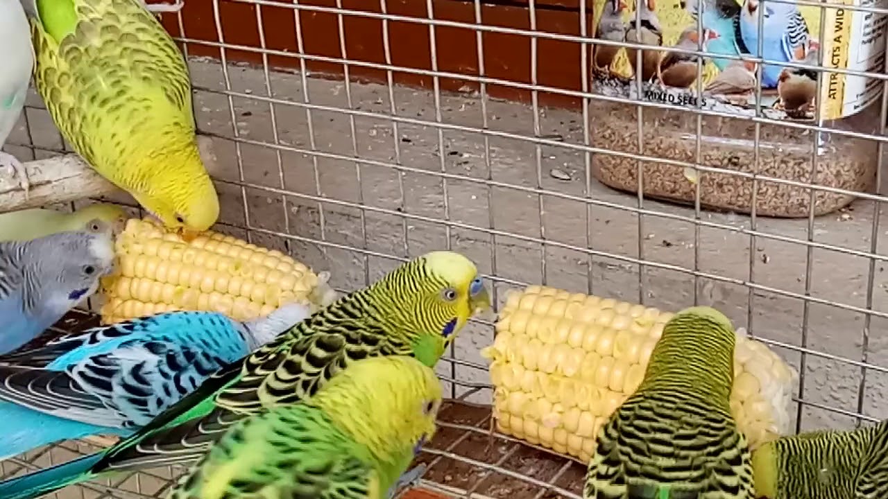 Love Birds (Budgie) having Sweet Corn - Favorite Food