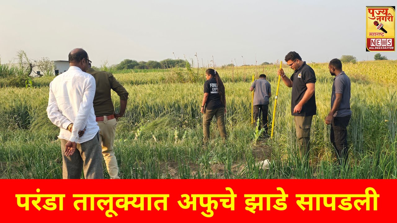 परंडा तालूक्यात अफु चे झाडे सापडली , कारवाई सुरू is live