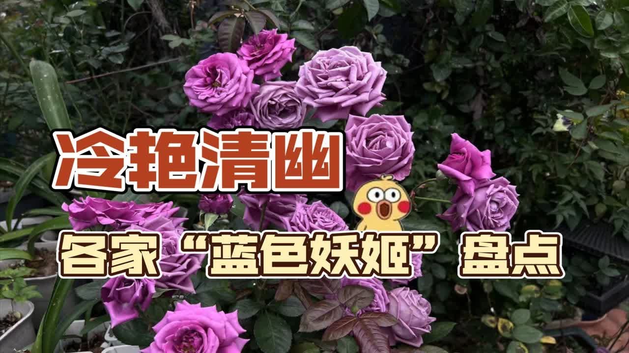 “冷艳清幽”蓝玫瑰——各知名育种公司代表性蓝紫色月季品种介绍
