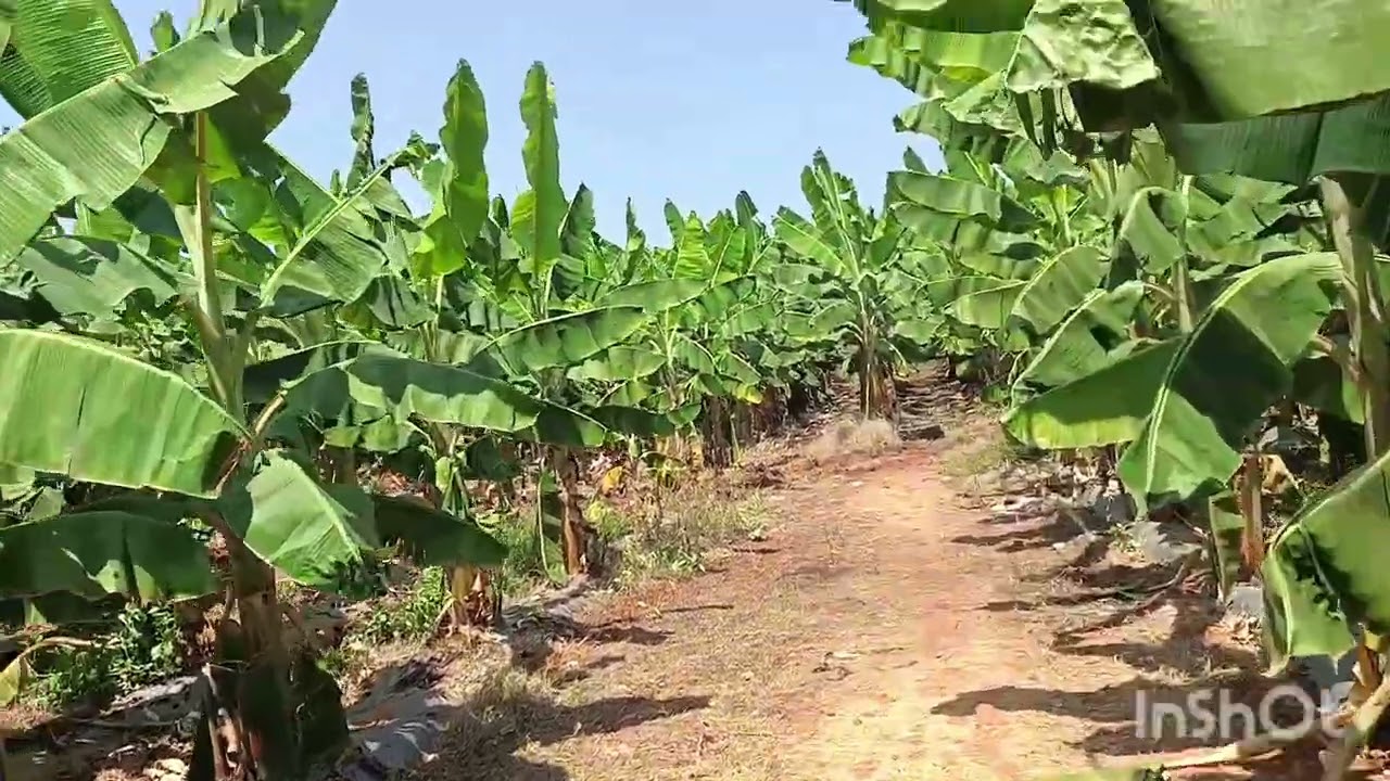 4 Acre 17 Guntas Agriculture Land For Sale Near Hullhalli.(8197434359)