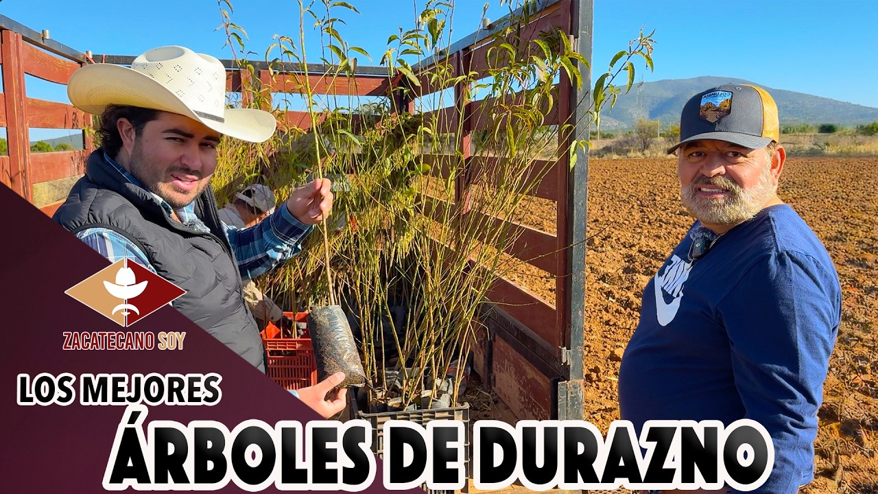 ESTE AÑO TENDREMOS MUCHOS DURAZNOS hay mucha flor