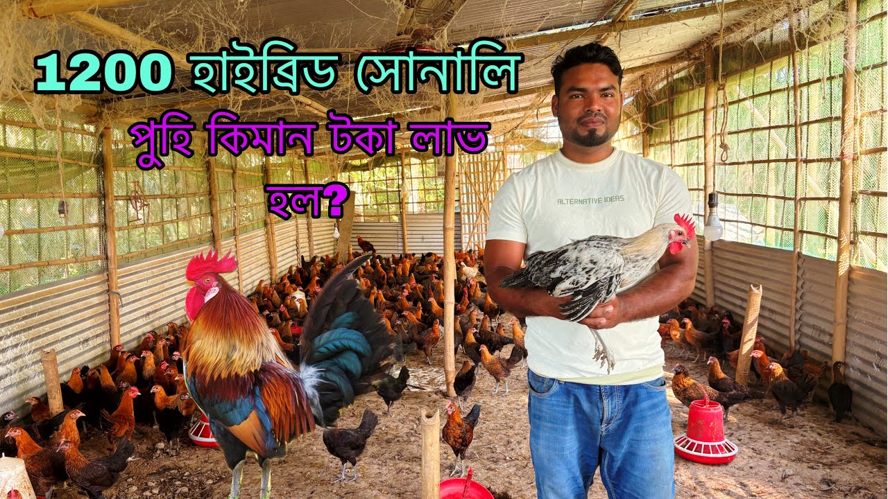 Nagaon hybrid sonali murgi Farm | Assam sonali murgi Farm | sonali chicken Farm | Sonali Hybrid 