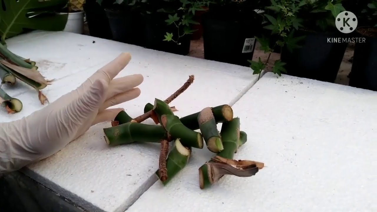 Монстера гуллини купайтириш