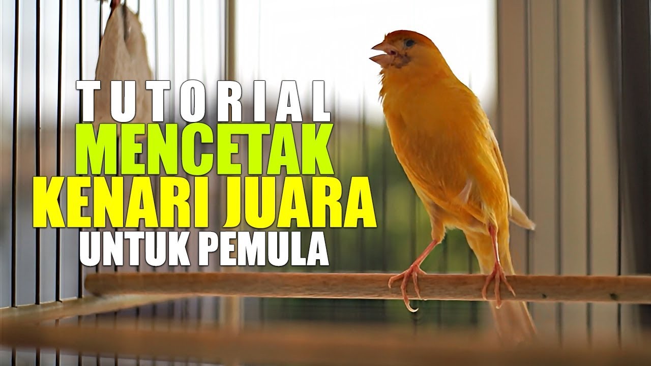 TUTORIAL MENCETAK KENARI JUARA UNTUK PEMULA