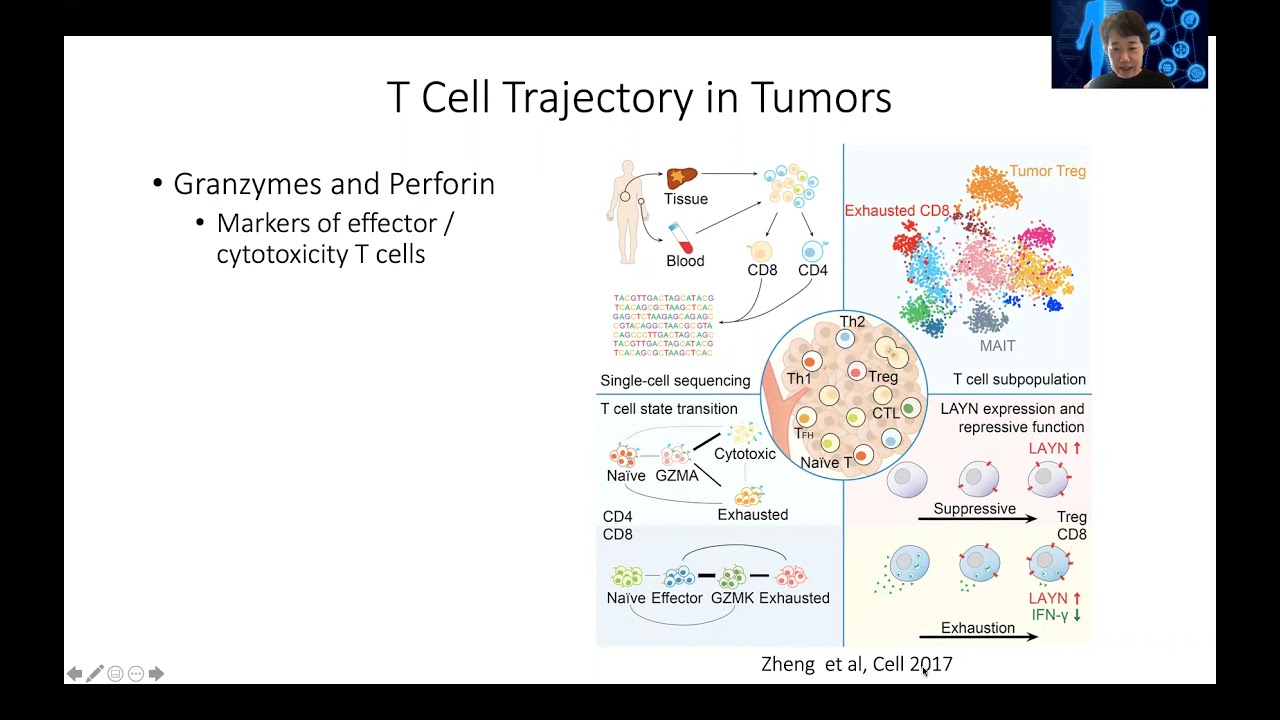 STAT115 Chapter 27.2 T Cell Activation and Dysfunction