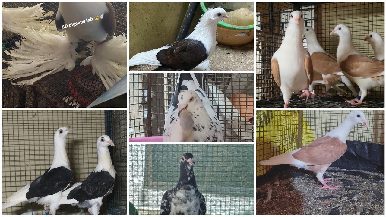 Murud Janjira biggest Fancy Pigeon Loft in kokan Raigad SD Pigeon Loft bloodline 