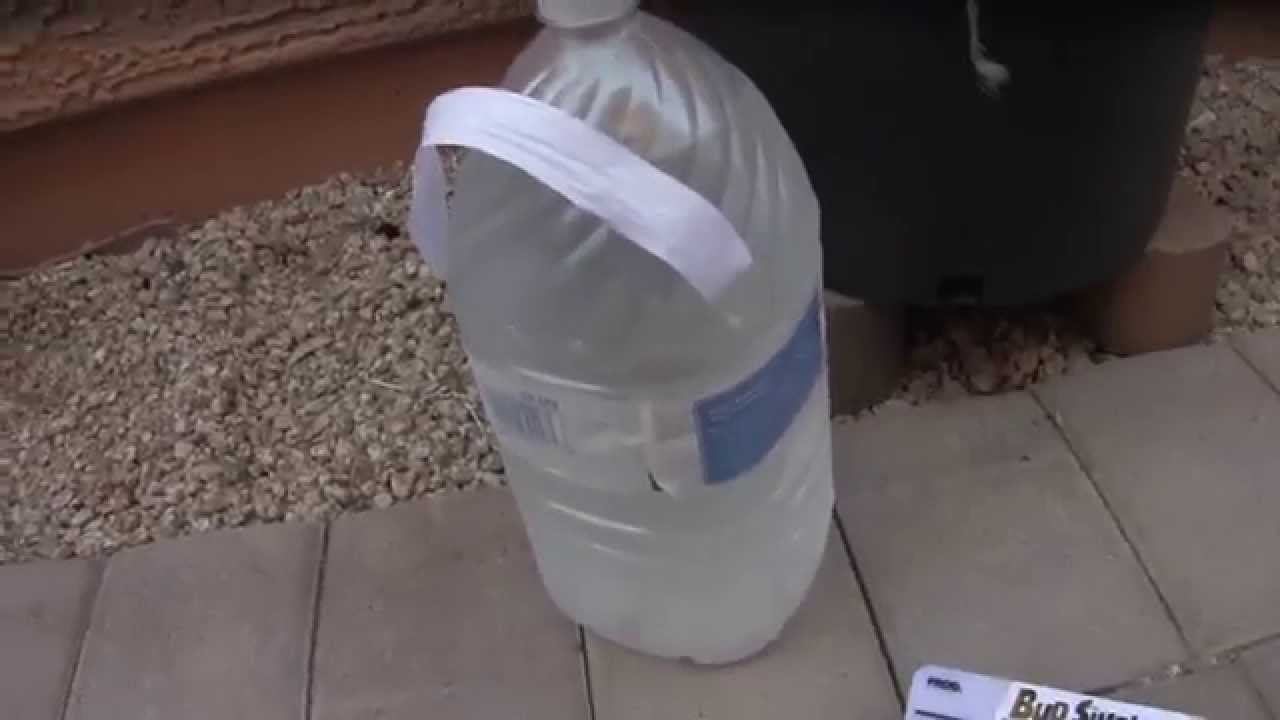 HPS 150 GROW LIGHT - Video #20 - The Shortest Budsimple Video Ever - Ice Water