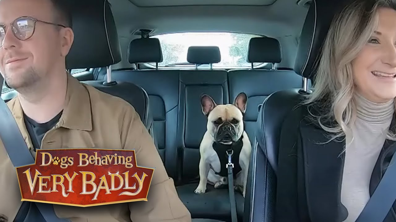 French Bulldog Bruce Won’t Stop Screaming | Dogs Behaving Very Badly