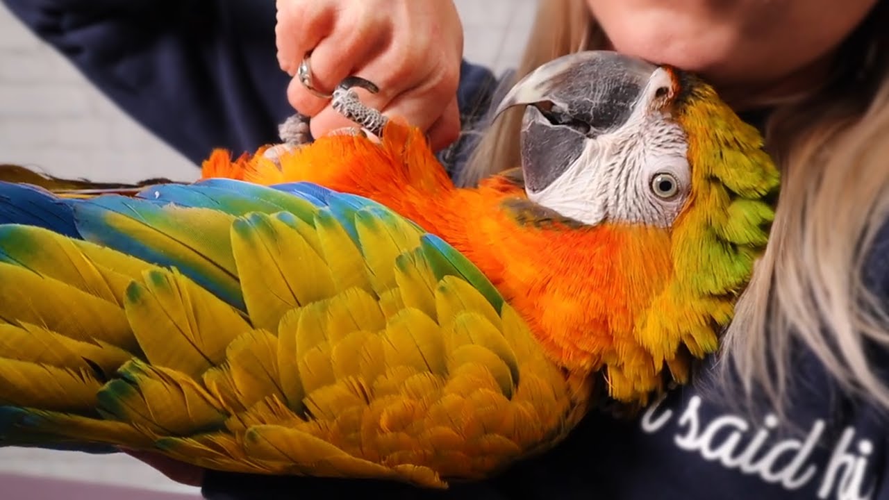 Sprouting 101 For Parrots 🌱 (And Comet Being CUTE For 15 mins STRAIGHT 😍)