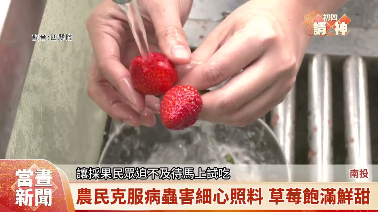 國姓草莓園推高架栽種 提供優質採果環境【客家新聞20260220】