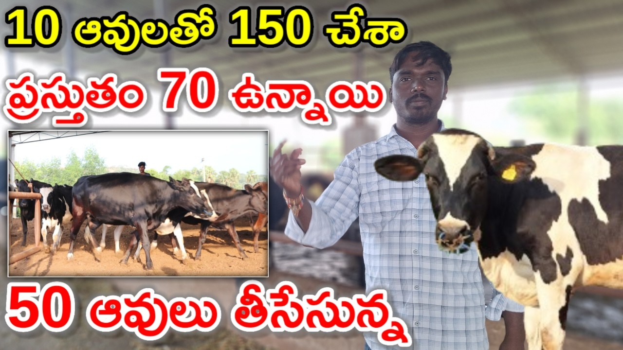 తెలుగు రాష్ట్రాలకు పర్ఫెక్ట్ Hitha dairy farm @MalleshAdla