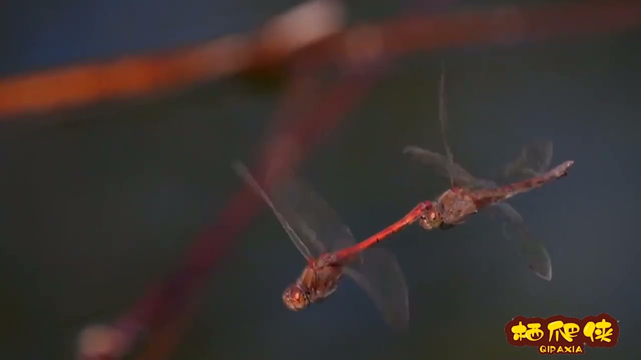 Pacman Frogs Eating every animal #short #asianbullfrogeatsbird #bullfrogvssnake #entertainment