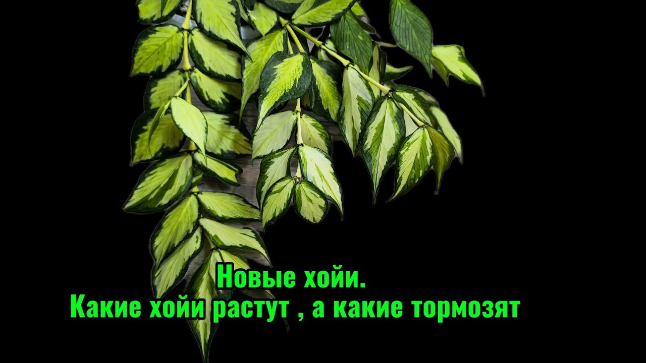 Новые хойи. Какие же хойи растут, а какие тормозят!?