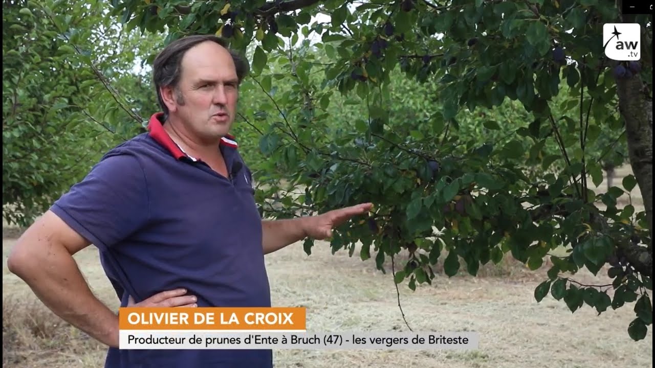 De la prune aux pruneaux dans les vergers de Briteste à Bruch