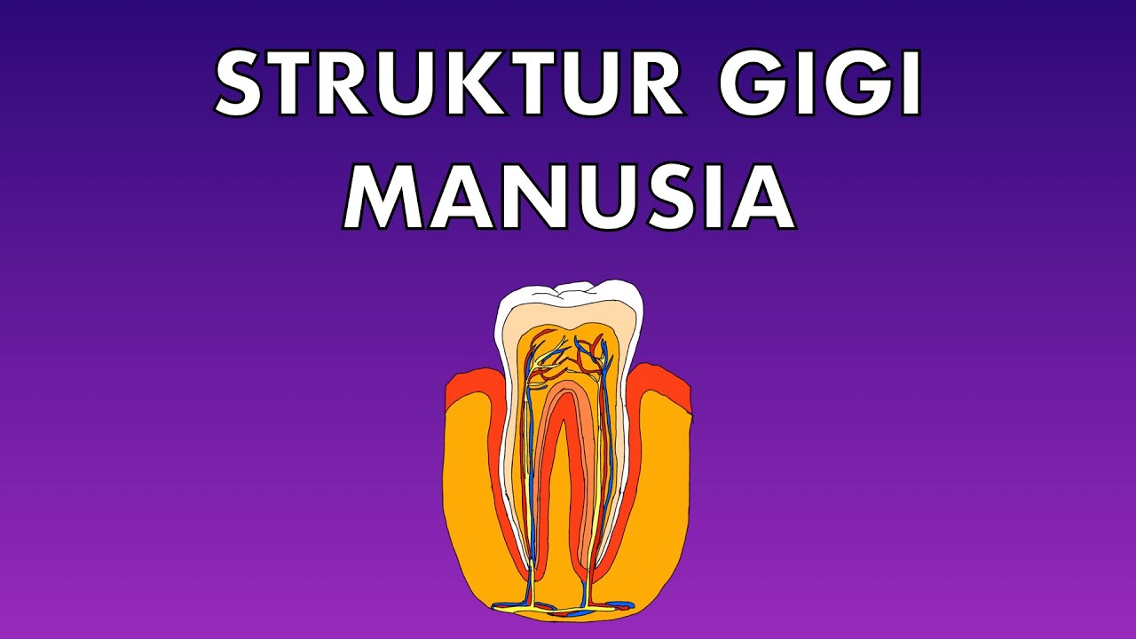 Sains Tahun 3: Struktur Gigi Manusia #cikgooTube #CikguZoul