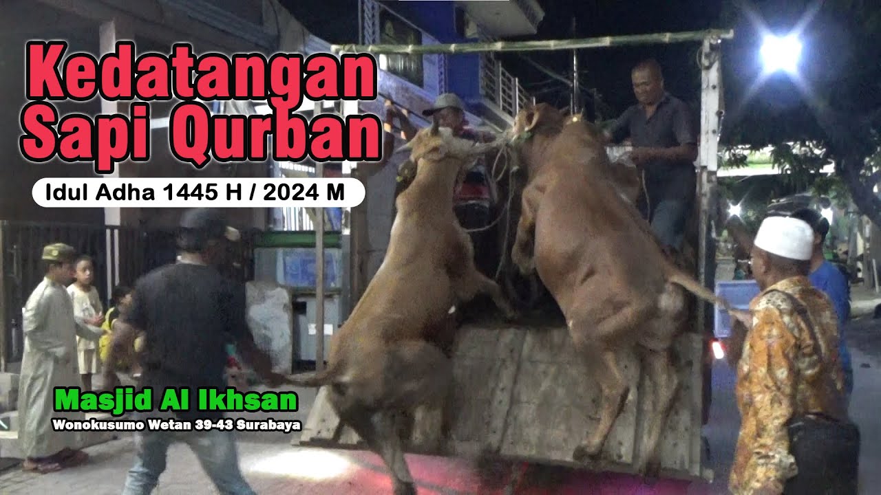 Kedatangan Sapi Qurban 1445 H / 2024 M
