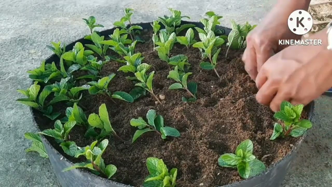 पुदीना कटिंग से कैसे उगाएं | How To Grow Mint From Cuttings In The Summer Season