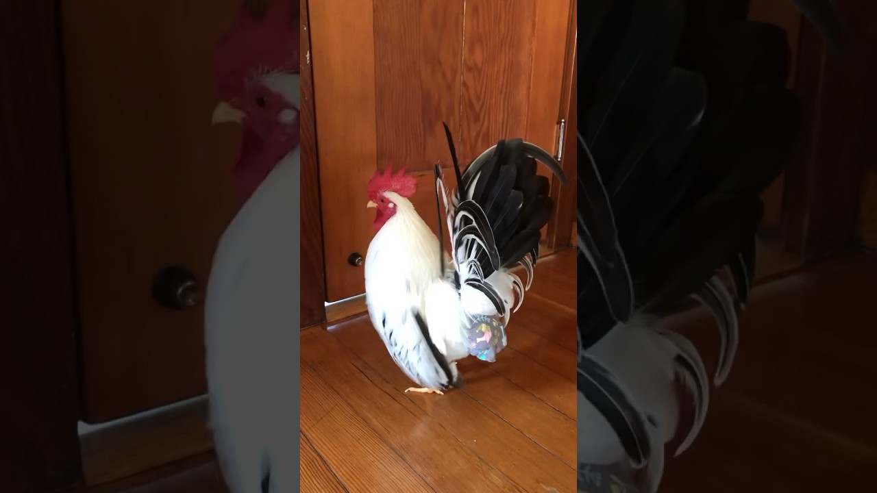Excited when bestie comes home!#bestie #chickens #pets #rooster