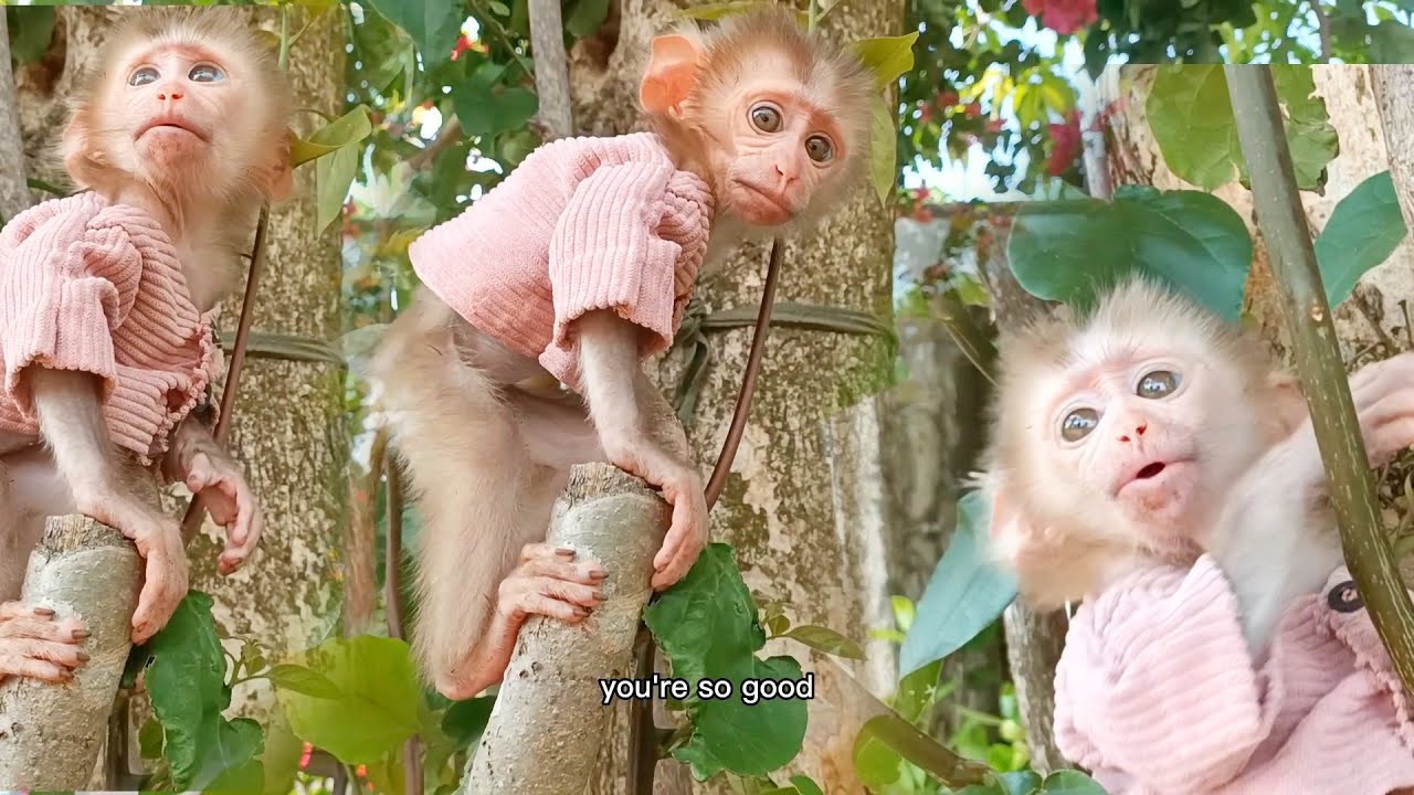 Baby monkey learns to climb trees with dad