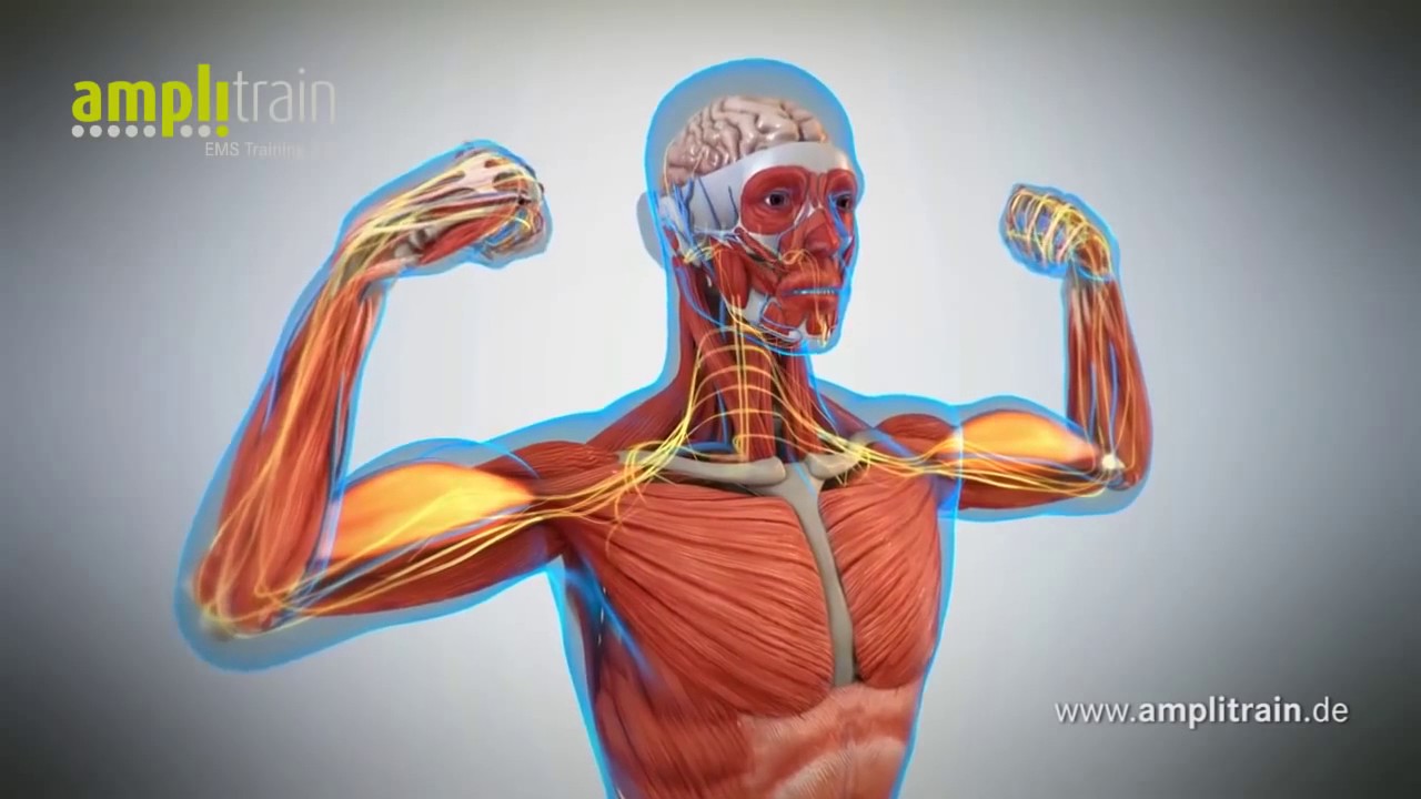 Wie funktioniert EMS Training? (contigo personal training)