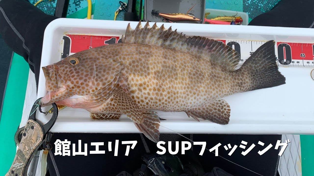 館山エリア　SUPフィッシング