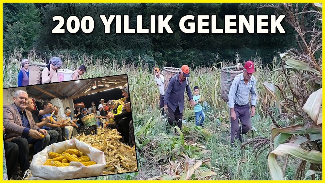 200 Yıllık Mısır İmecesi Sürdürülüyor