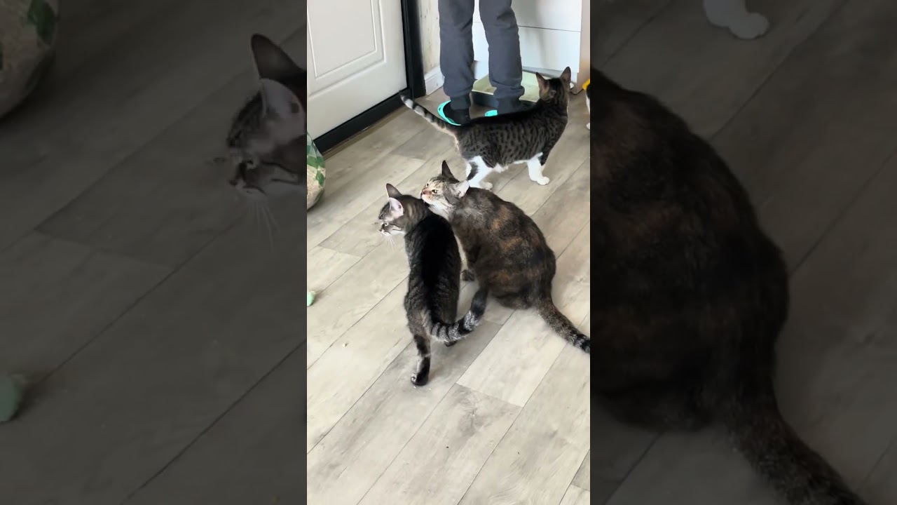 Пришли убраться у кошек, всем нужен дом