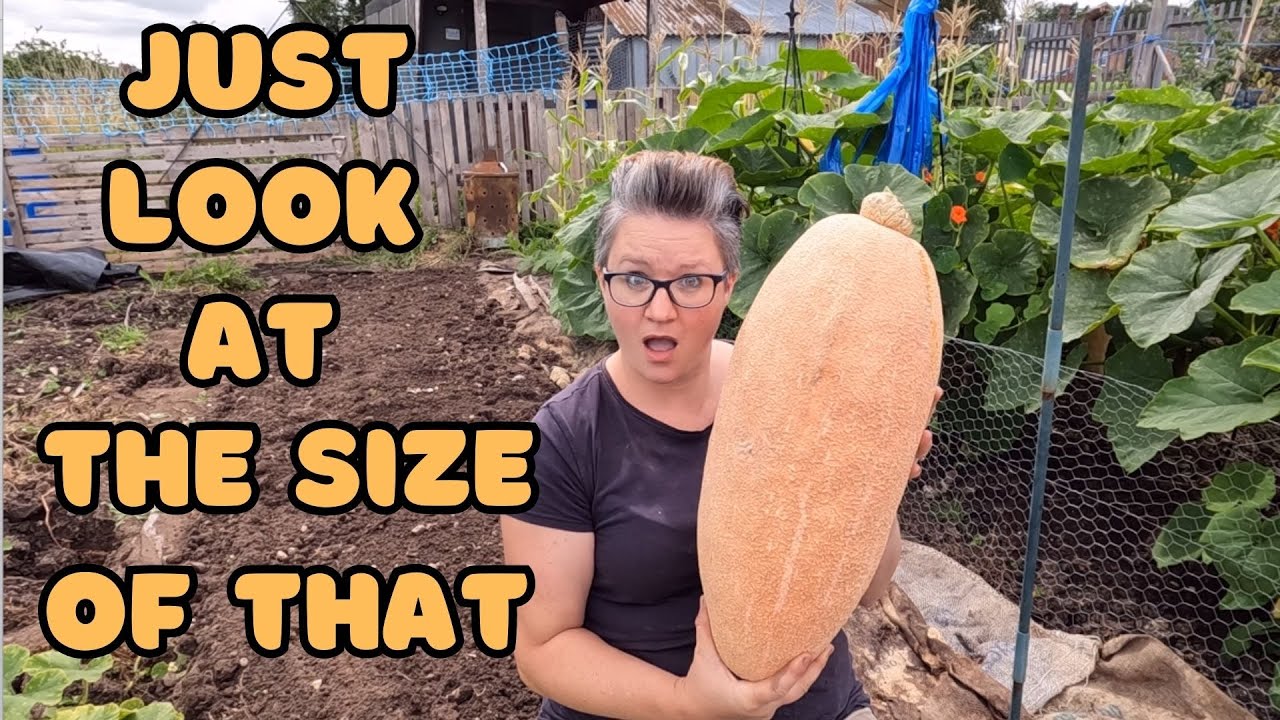 How To Tell When To Harvest A Squash Or Pumpkin Plant. Our Uk Allotment plot.