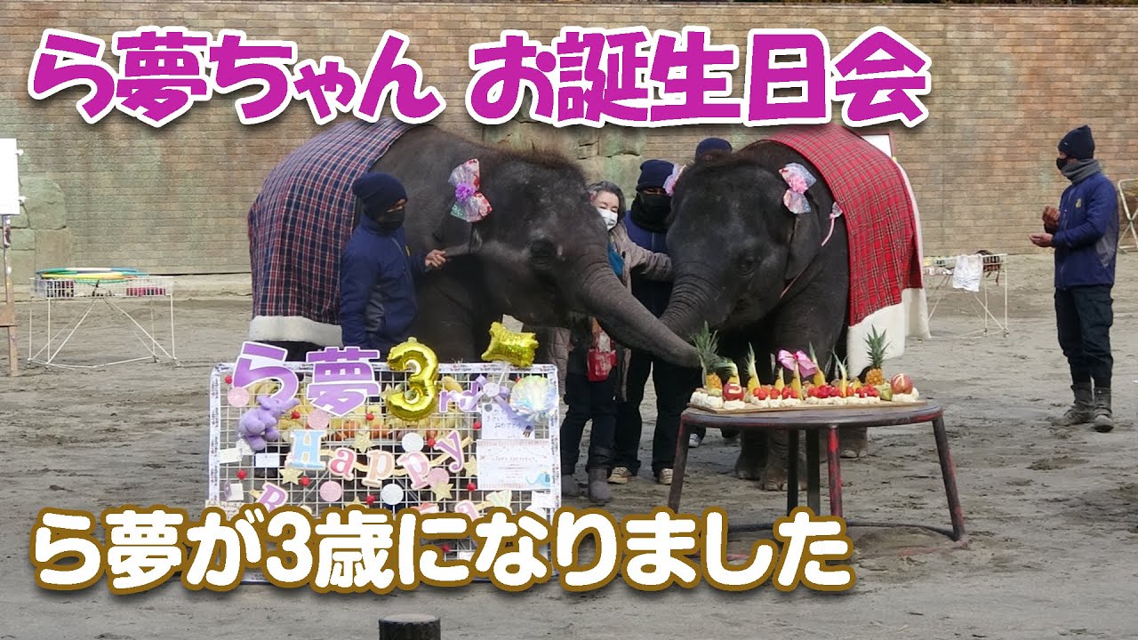 仔象ら夢のお誕生日会♪愛情いっぱいの3歳おめでとう！（市原ぞうの国 2022/1/15）