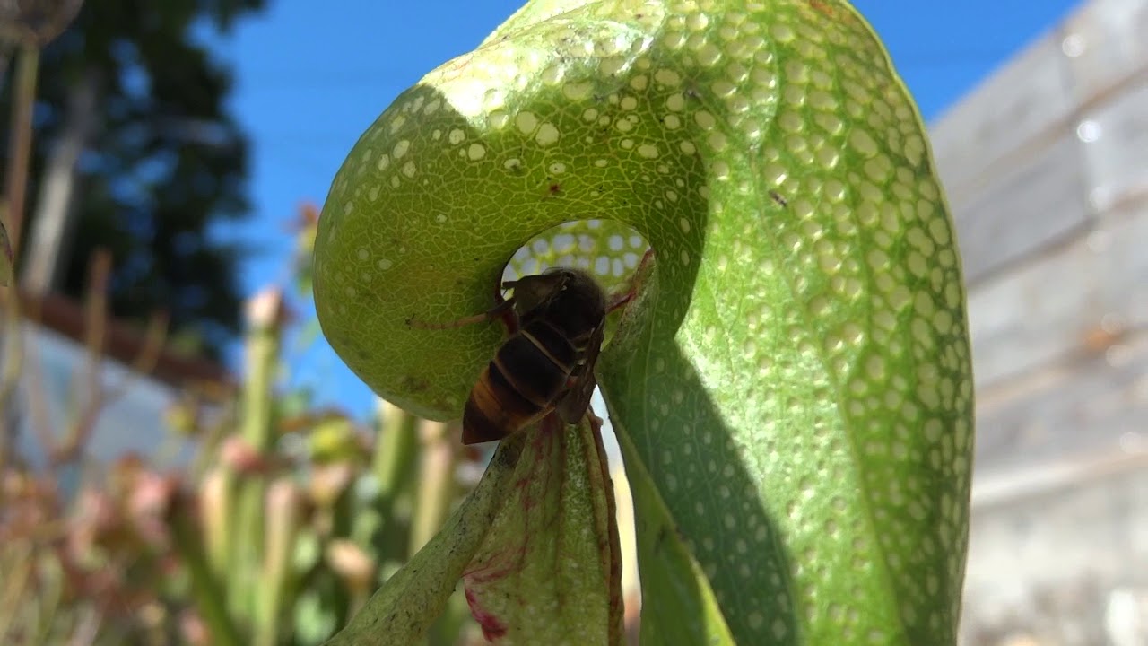 Darlingtonia californica (Cobra lily) atrapando una avispa velutina