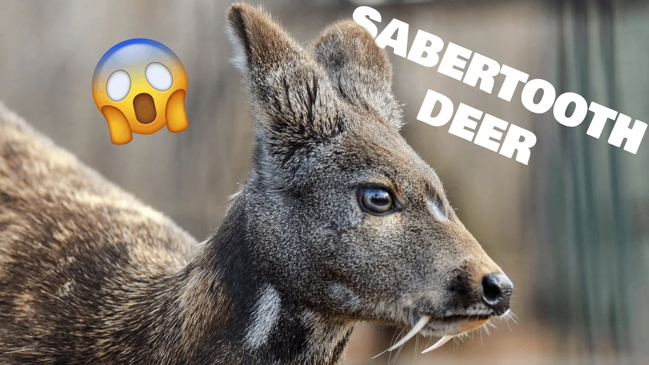 Mysteries of the Sabertooth Deer: Fascinating Musk Deer Facts You Need to Know!