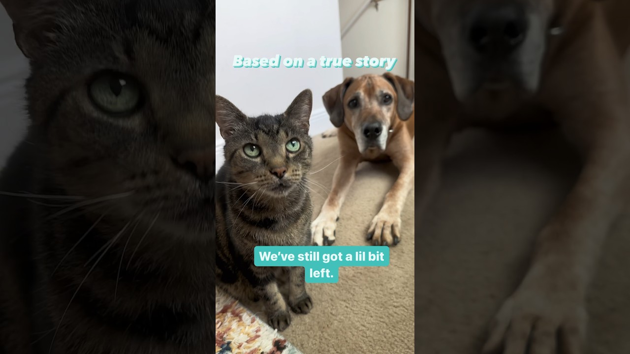 Pet mayhem escapades