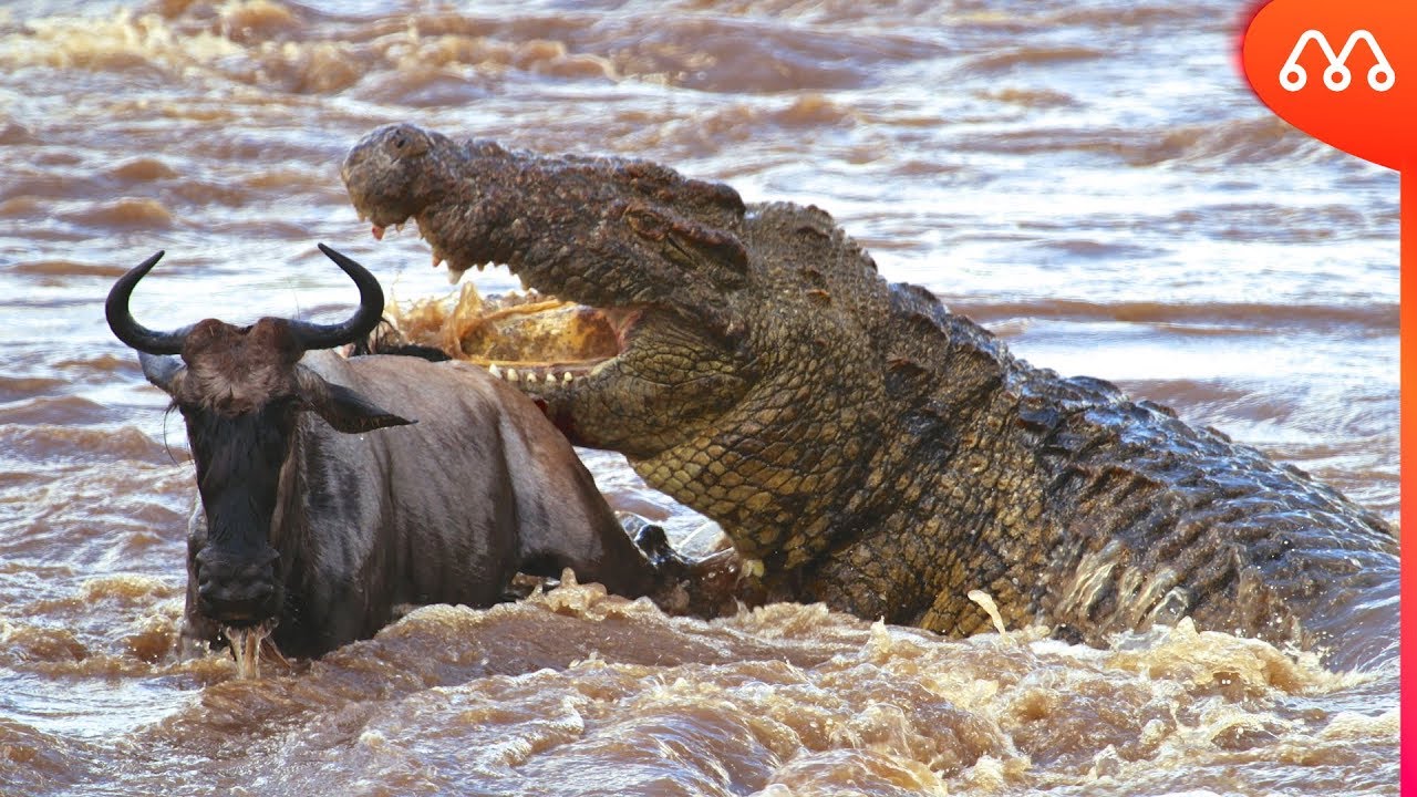 QUANDO O CROCODILO DO NILO ATACA