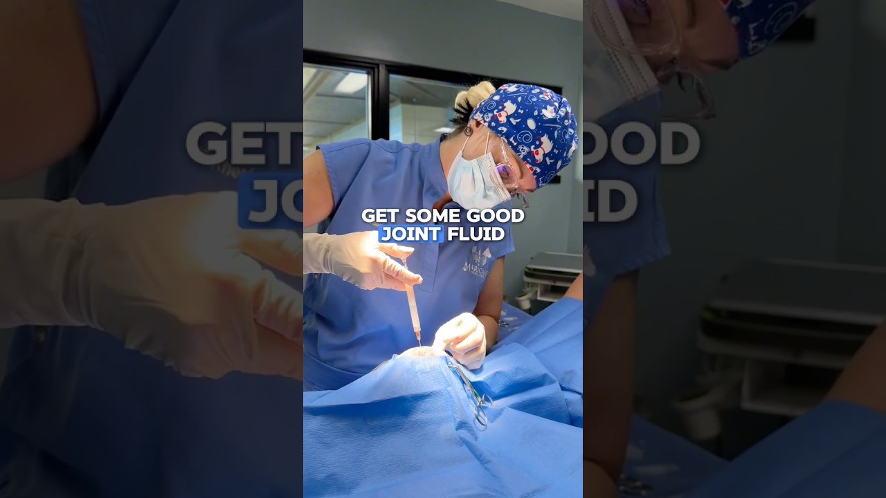 An Injection That Can Replace Surgery?! 😱 #pets #vet #veterinary