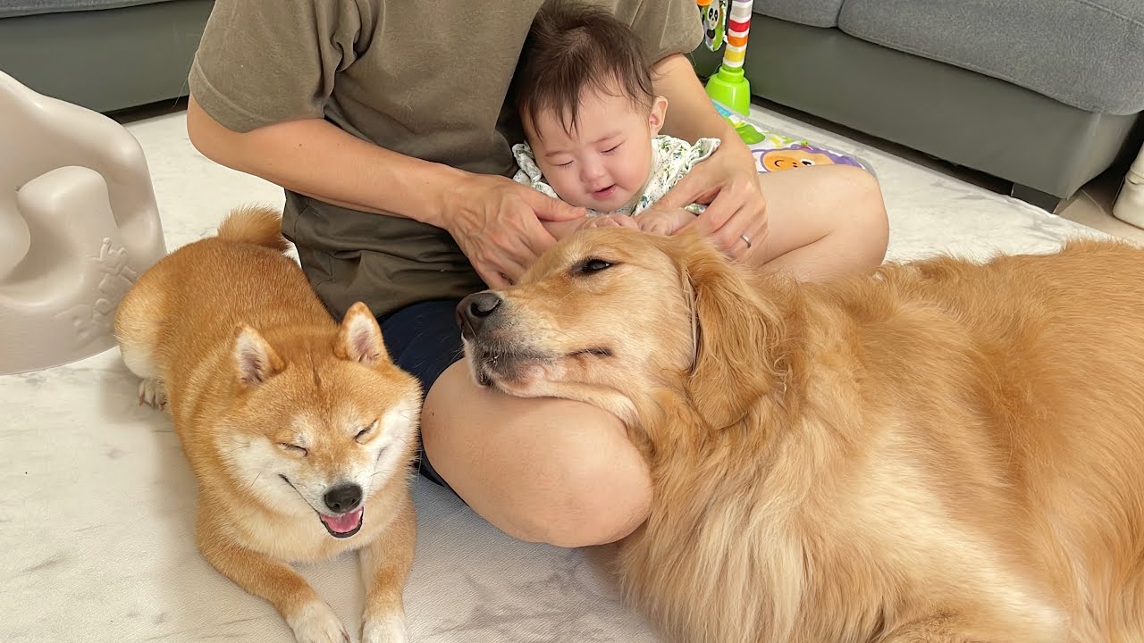 未知のものに興味津々な赤ちゃんを守ろうとするゴールデンレトリバーが優しすぎました...