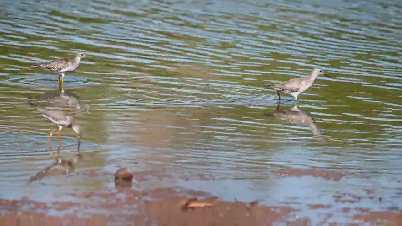 Anas platyrhynchos, A. crecca, Larus delawarensis, L. smithsonianus, Tringa spp., T. solitaria