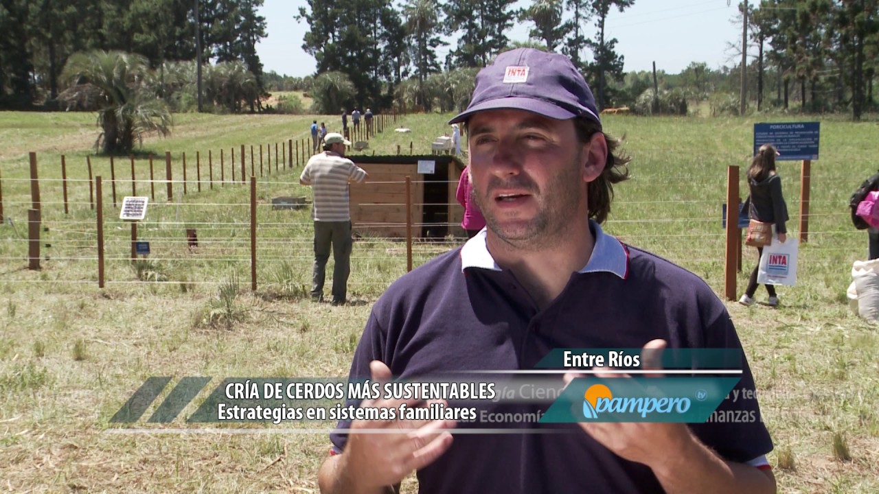 Cría de cerdos más sustentable