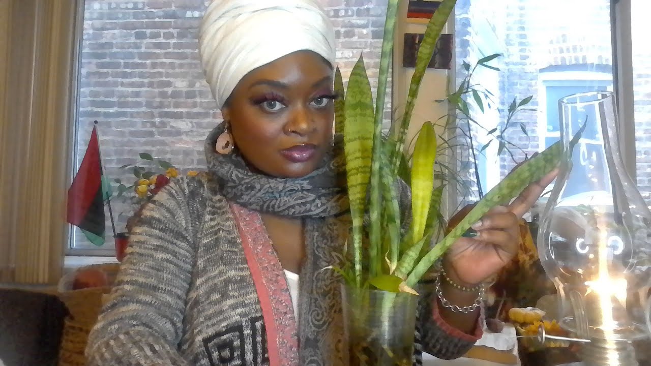 Snake plant aka Mother in Law tongue and Hoodoo/Spirituality