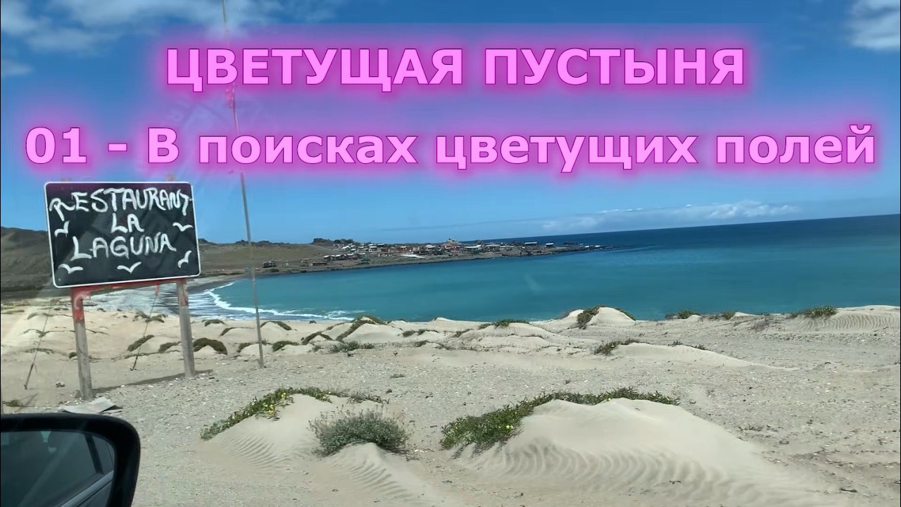 ЦВЕТУЩАЯ ПУСТЫНЯ - 01 В поисках цветущих полей #Атакама#Чили#пустыня#путешествие#приключения#природа