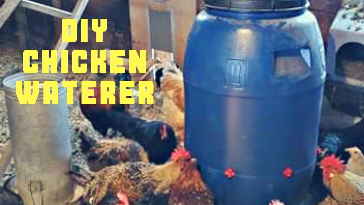 DIY chicken waterer using a 50 gallon food grade barrel