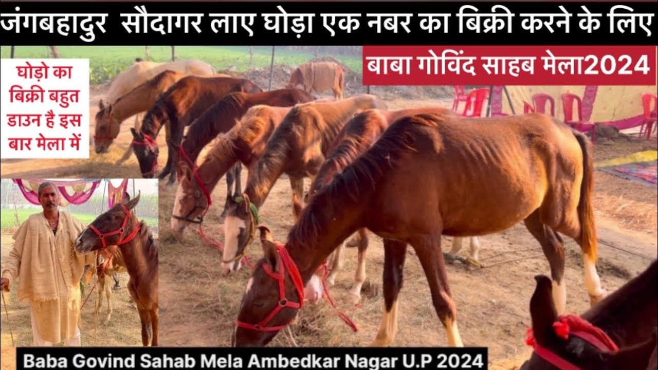 Govind Sahab mela2024 जंगबहादुर सौदागर लाए घोड़ा एक नंबर का बिक्री करने के लिए बाबा गोविंद साहब मेला