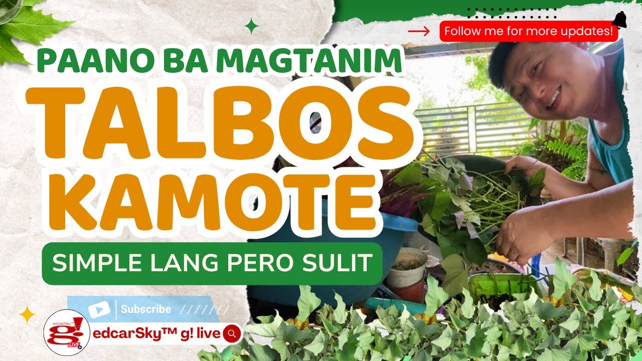 Tipid Living Tanim Talbos ng Kamote Easy Garden 🏡