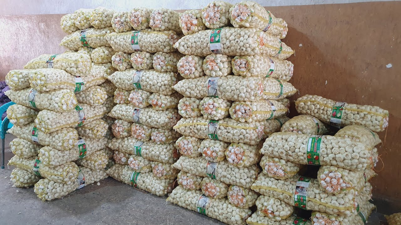 Balochistan zhob Garlic | G1 garlic special quality on low price | daily sabzi mandi update |