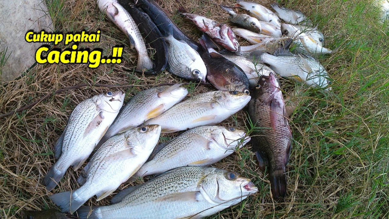 Cukup pakai cacing berburu ikan yang enak²