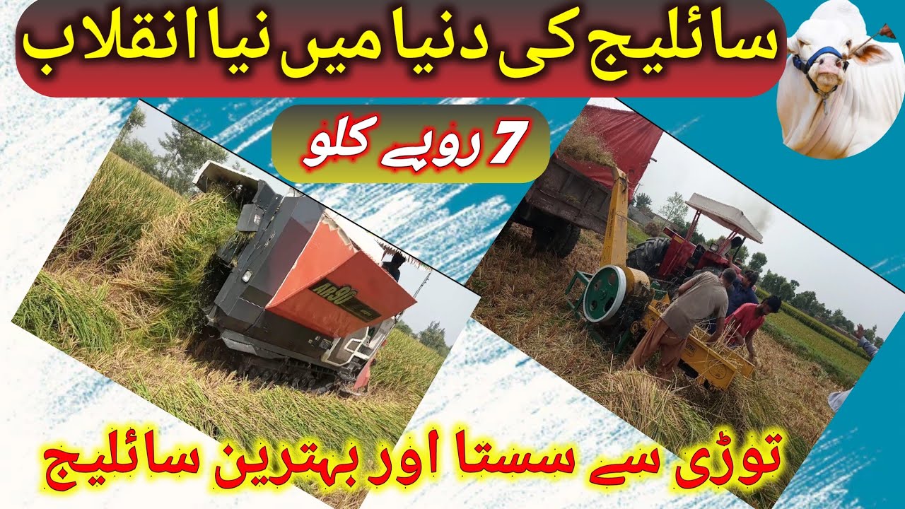 How to make rice silage/Rice silage making process in pakistan 2023/#shahmuqeemcattlefarm #farming