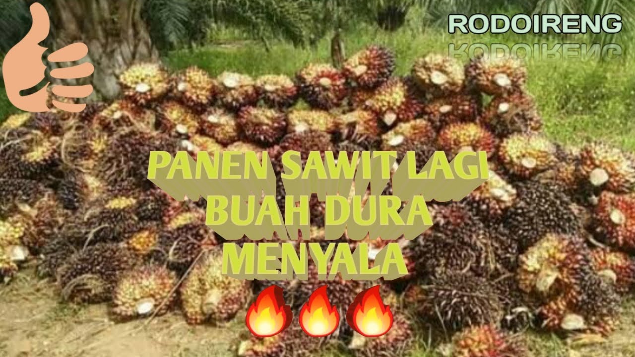 panen sawit lagi , Buah dura menyala .