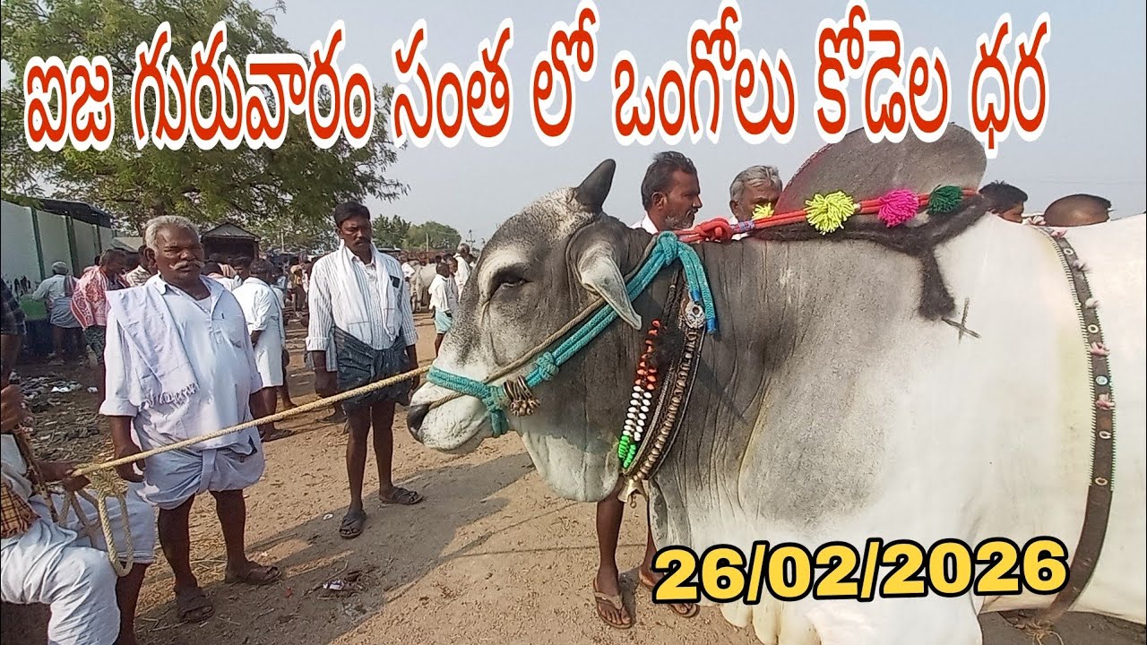 ఐజ గురువారం సంతలో ఒంగోలు జాతి కోడెలు ధరలు 🔥 | Ieeja Market Ongole Breed Bulls Prices Today 💰🐂